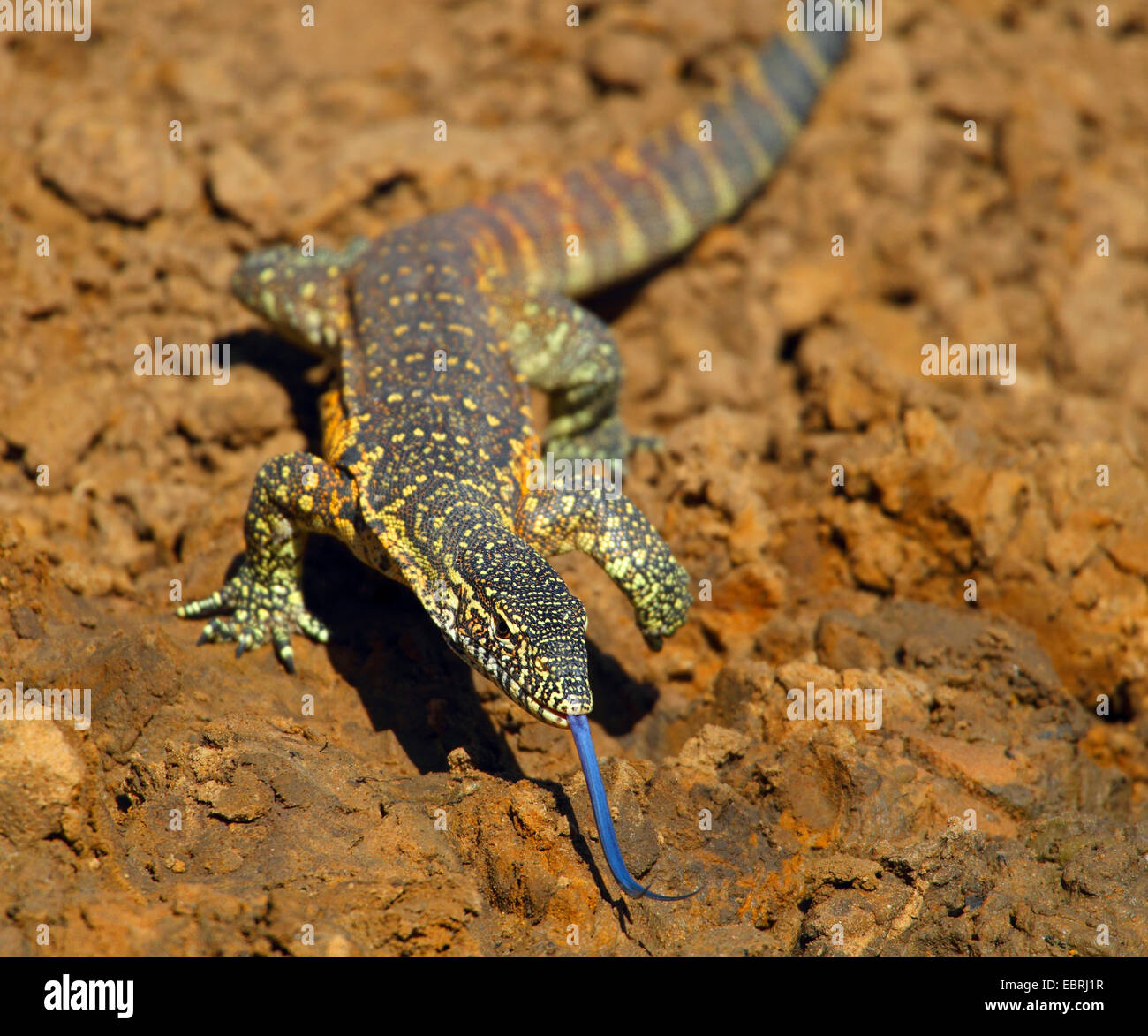 Nilwaran (Varanus Niloticus), an einer Wasserstelle, Südafrika, Mkuzi Game Reserve Stockfoto