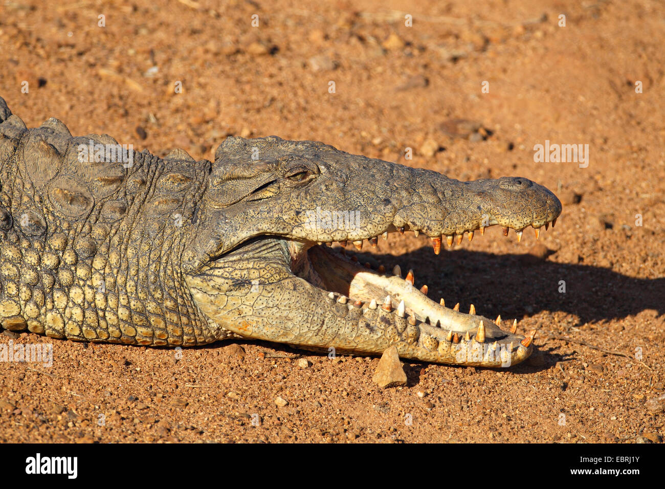 Nil-Krokodil (Crocodylus Niloticus), liegen am Ufer mit Mund öffnen, Südafrika, North West Province, Pilanesberg Nationalpark Stockfoto