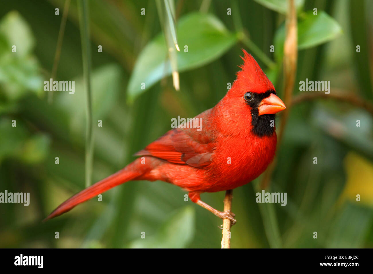 Gemeinsamen Kardinal, rote Kardinal (Cardinalis Cardinalis), Männlich, USA, Florida Stockfoto