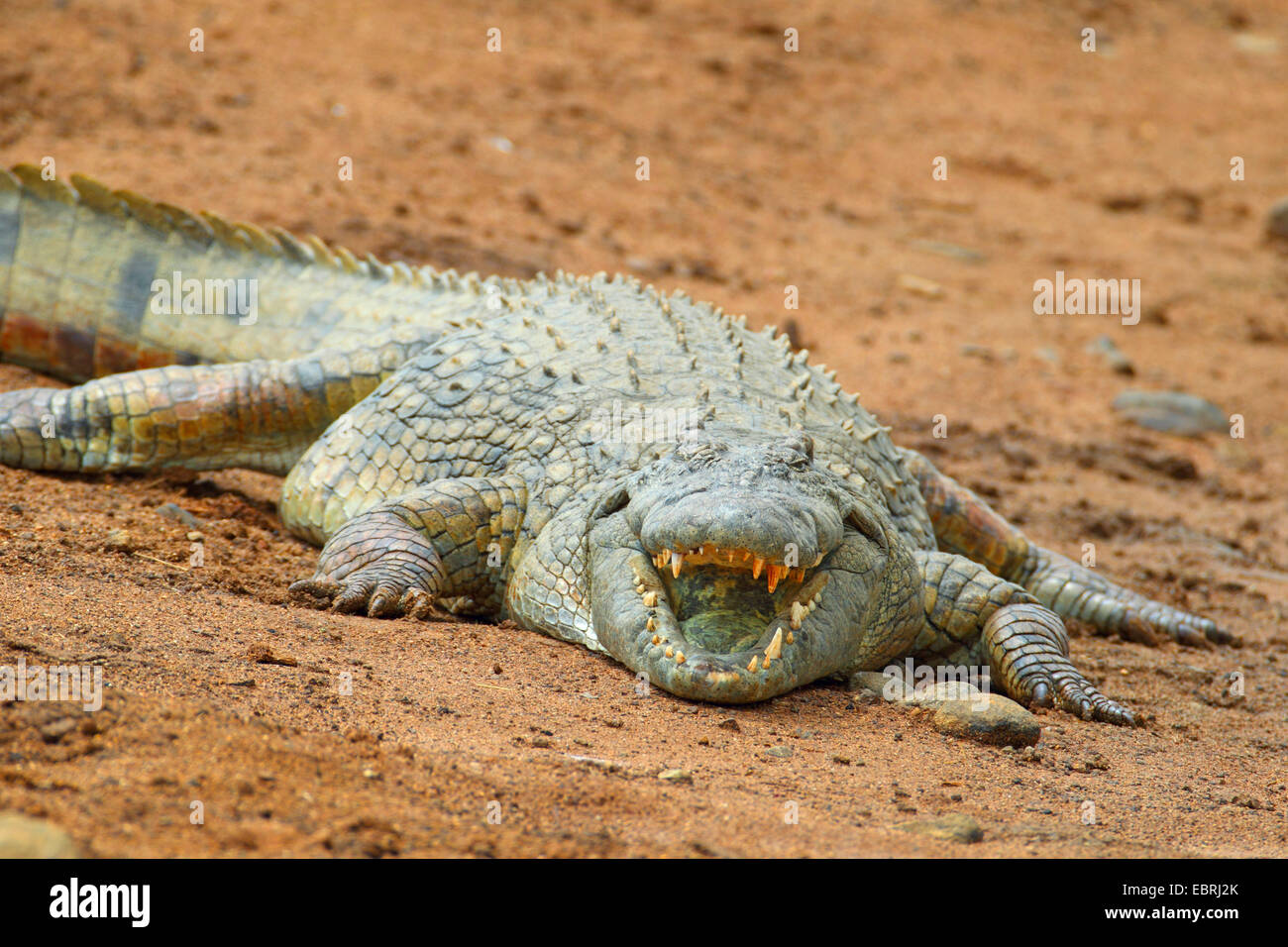 Nil-Krokodil (Crocodylus Niloticus), liegen am Ufer mit Mund öffnen, Südafrika, North West Province, Pilanesberg Nationalpark Stockfoto