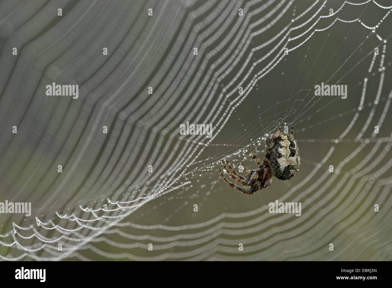 Orbweaver (Larinioides Cornutus, Araneus Cornutus), im Spinnennetz Furche, Nahaufnahme, Belgien Stockfoto