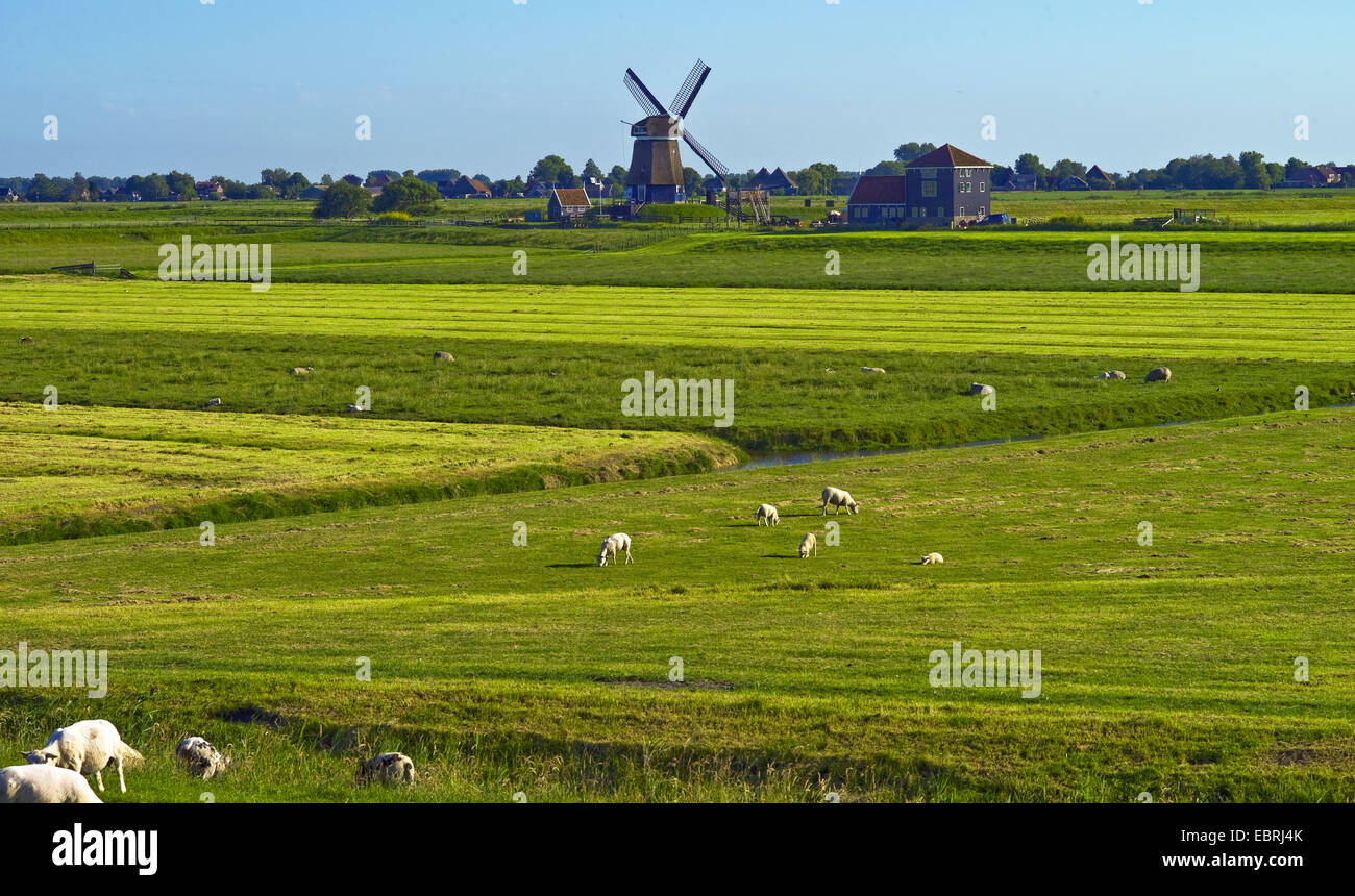 Wiesen und Windmil, Enkhuizen, Niederlande, Noord Holland Stockfoto
