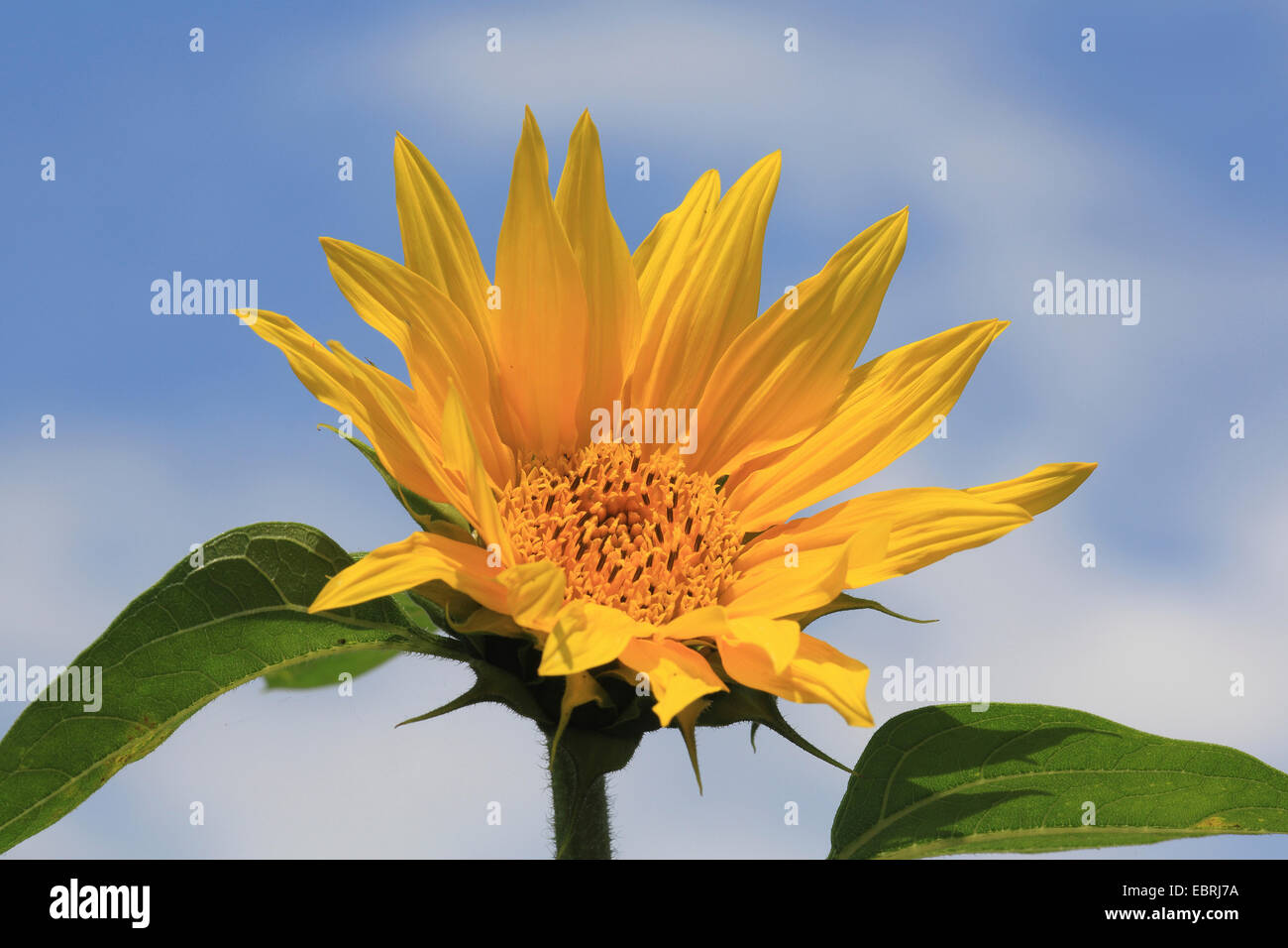 gewöhnliche Sonnenblume (Helianthus Annuus), Eröffnung Blume Stockfoto