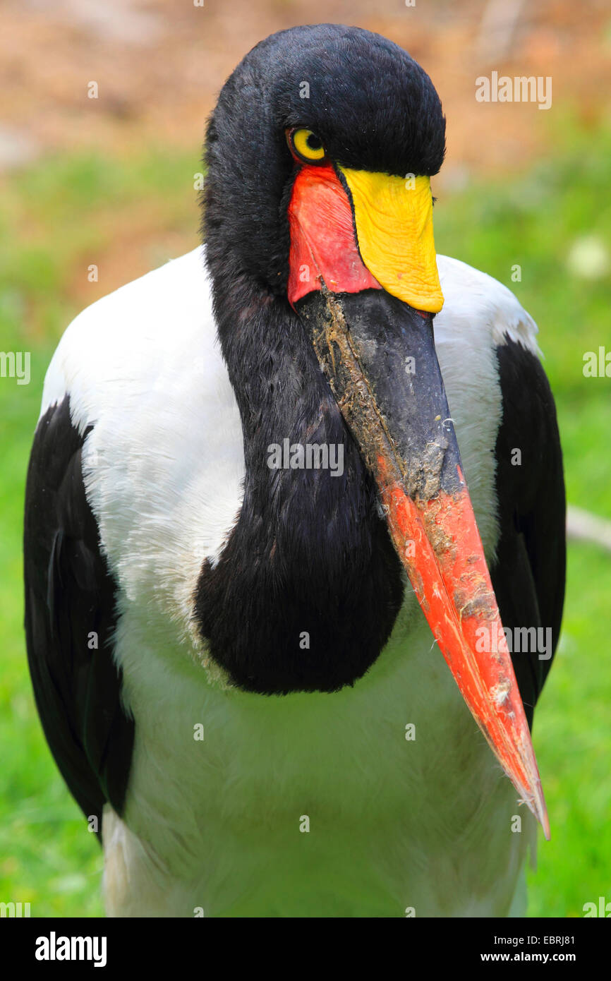 Sattel-Rechnung Storch (Nahrung Senegalensis), Porträt Stockfoto