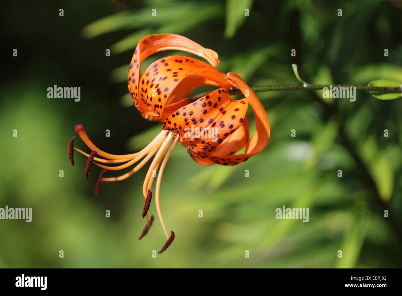 Lance-Blatt Tiger Lily, Tiger-Lilie (Lilium Lancifolium, Lilium Tigridum), Blume Stockfoto