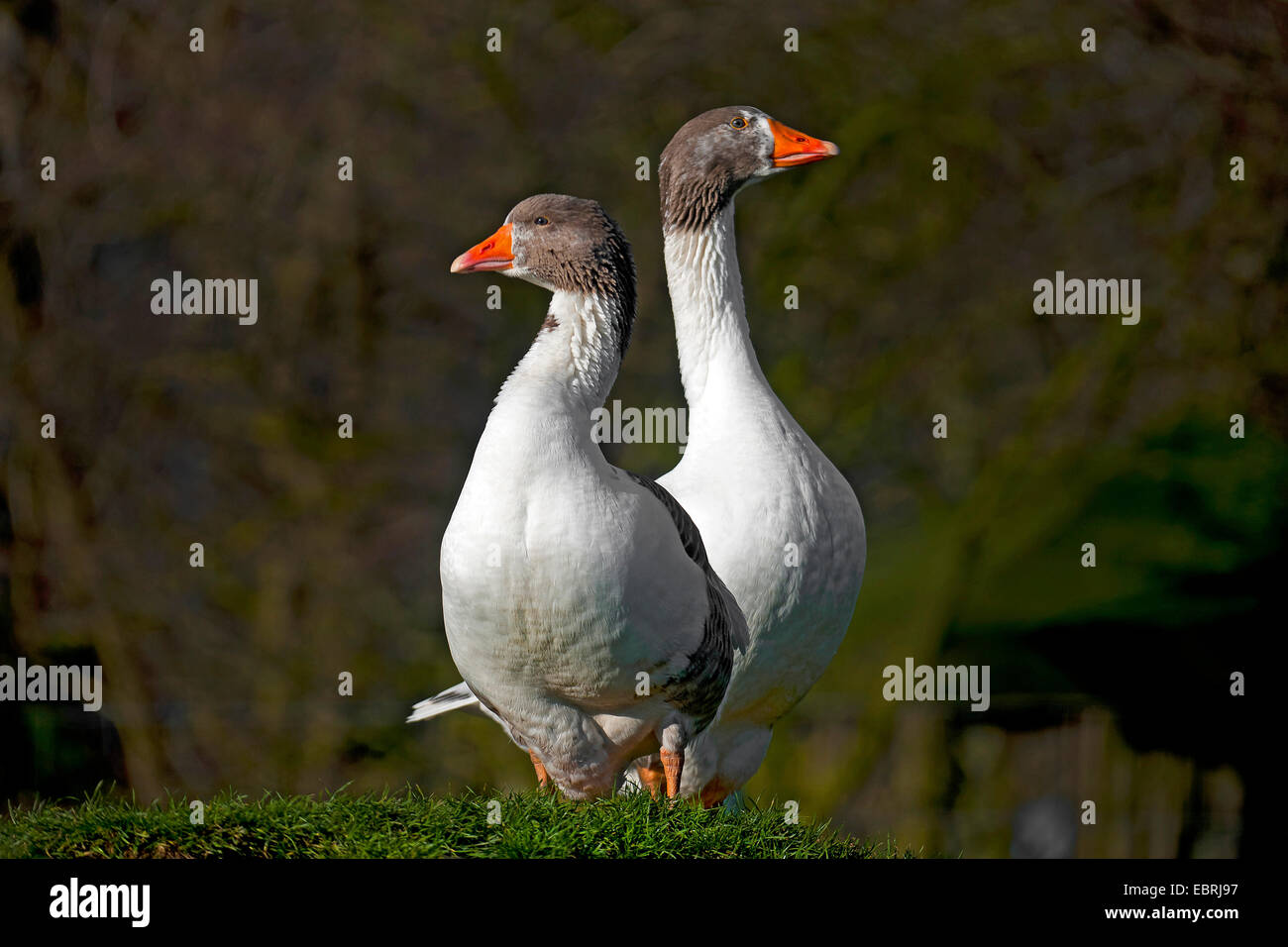 Pommersche Gans, Ruegener Gans (Anser Anser F. Domestica), paar, Deutschland, Nordrhein-Westfalen Stockfoto