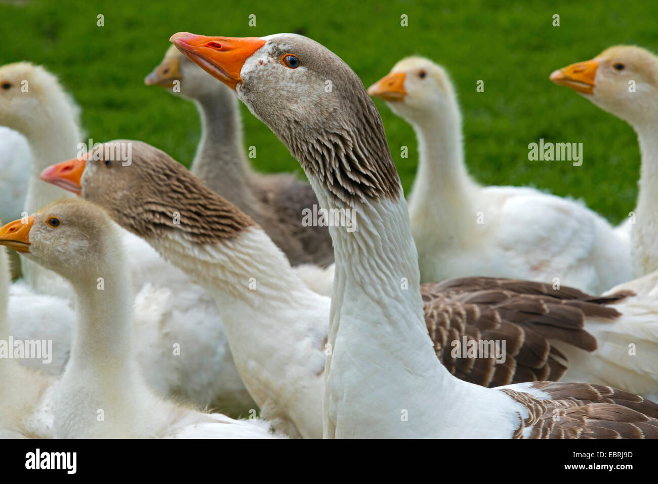 Pommersche Gans, Ruegener Gans (Anser Anser F. Domestica), Erwachsene mit Küken, Deutschland, Westfalen Stockfoto