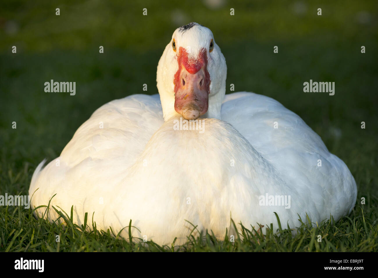 Barbarie-Ente (Cairina Moschata), junge Ente liegend auf Wiese, Deutschland, Nordrhein-Westfalen Stockfoto