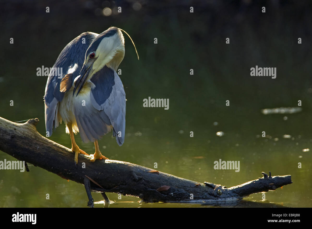 Schwarz-gekrönter Nachtreiher (Nycticorax Nycticorax), putzen, auf einem Ast, USA Stockfoto