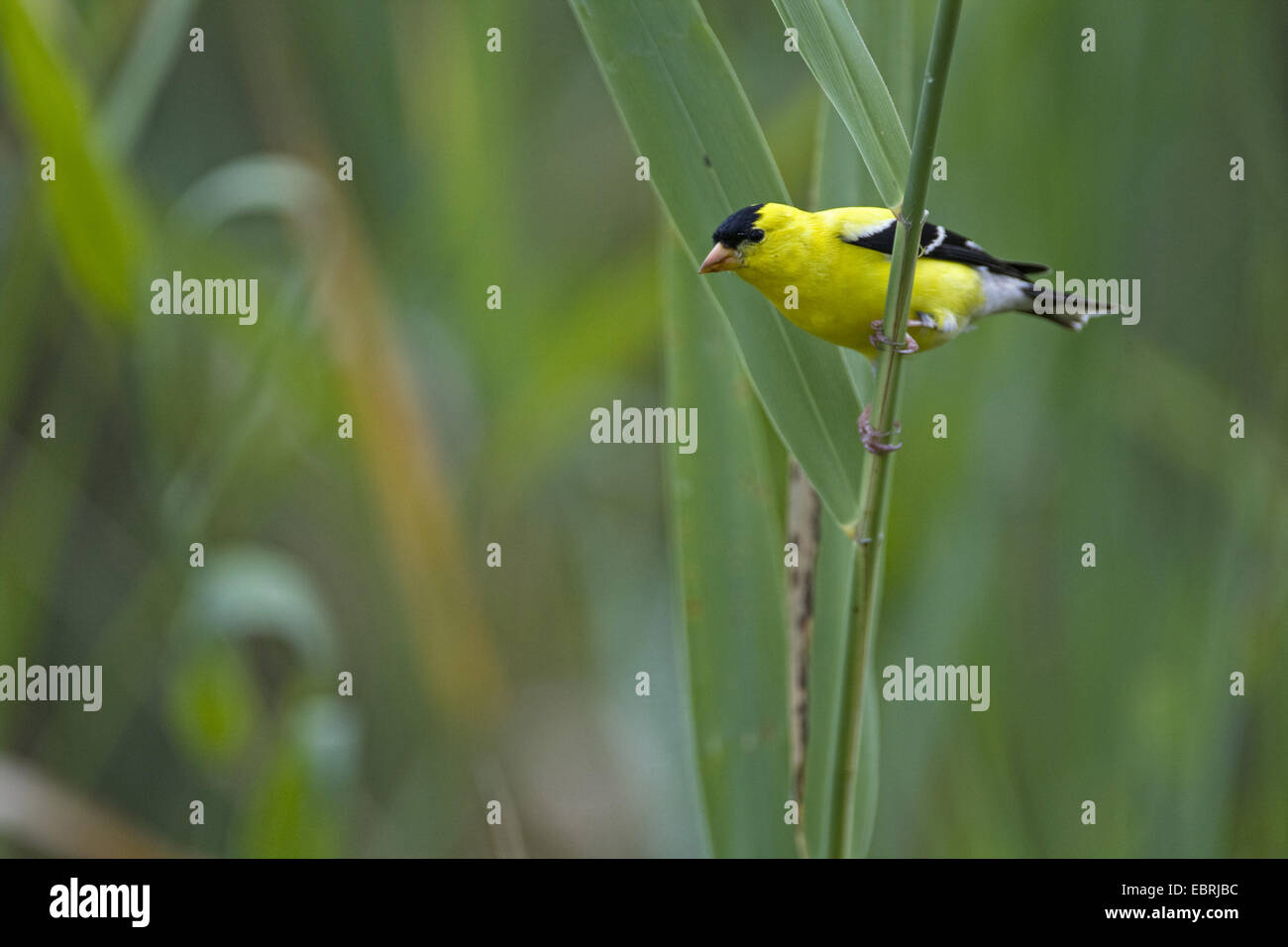 Amerikanische Stieglitz (Zuchtjahr Tristis), männliche sitzen an einem Keimling, USA Stockfoto