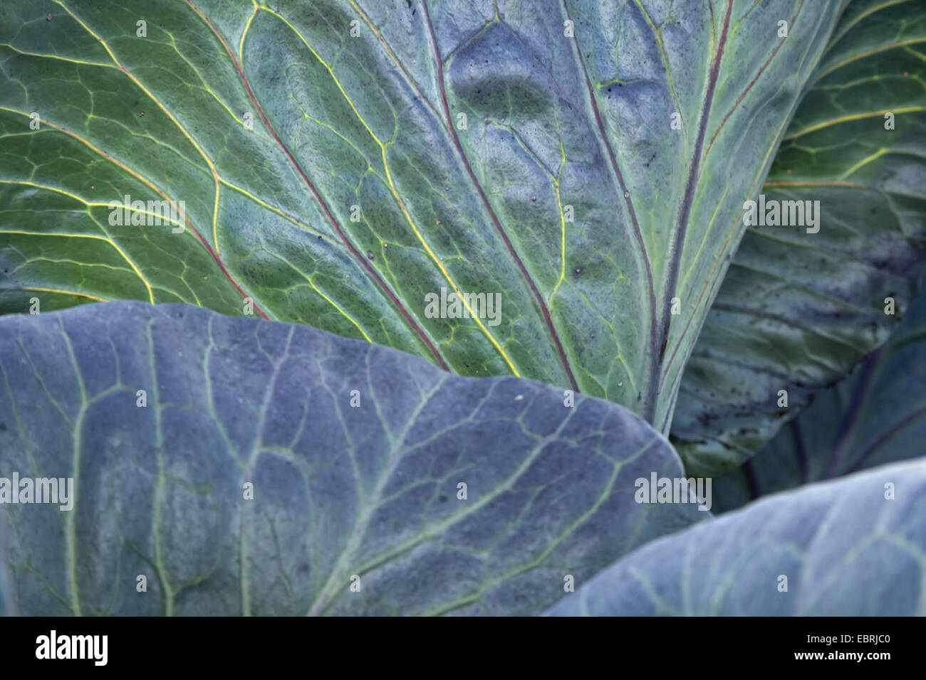 Lilakraut, roten Kraut, blaue Kraut (Brassica Oleracea var. Capitata F. Rubra), Rotkohl, Rotkohl auf ein Feld, Belgien, Ost-Flandern Stockfoto