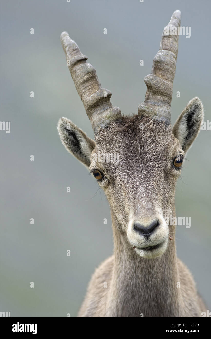 Alpensteinbock (Capra Ibex, Capra Ibex Ibex), Porträt, Savoie, Frankreich, Nationalpark Vanoise Stockfoto