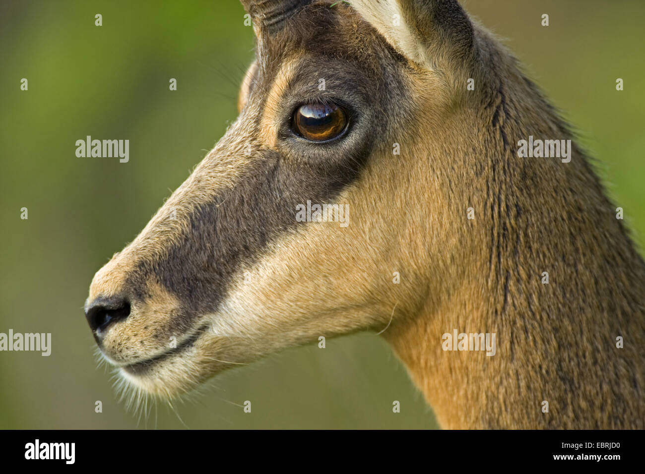 Gämse (Rupicapra Rupicapra), Porträt, Frankreich Stockfoto