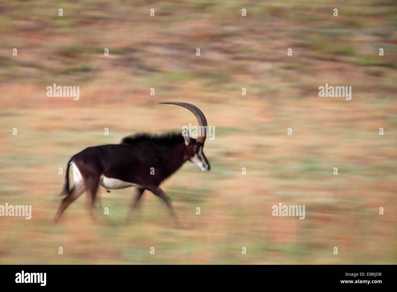 South African Rappenantilope (Hippotragus Niger Niger), männliche ausgeführt, Südafrika, Kgaswane Mountain Reserve Stockfoto