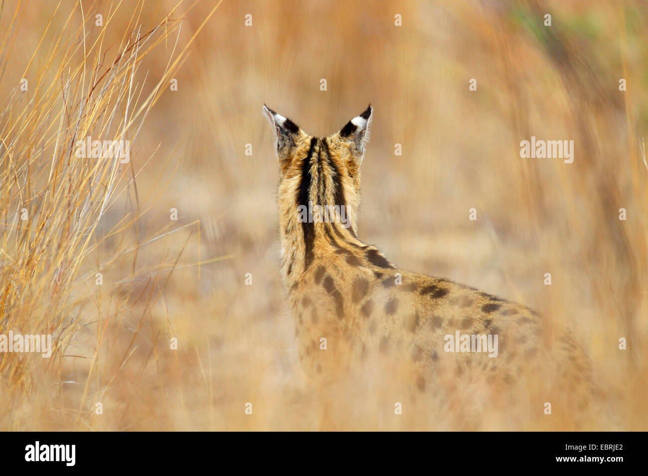 Serval (Leptailurus Serval, Felis Serval), in der Savanne, wieder anzuzeigen, Südafrika, North West Province, Pilanesberg National Park Stockfoto