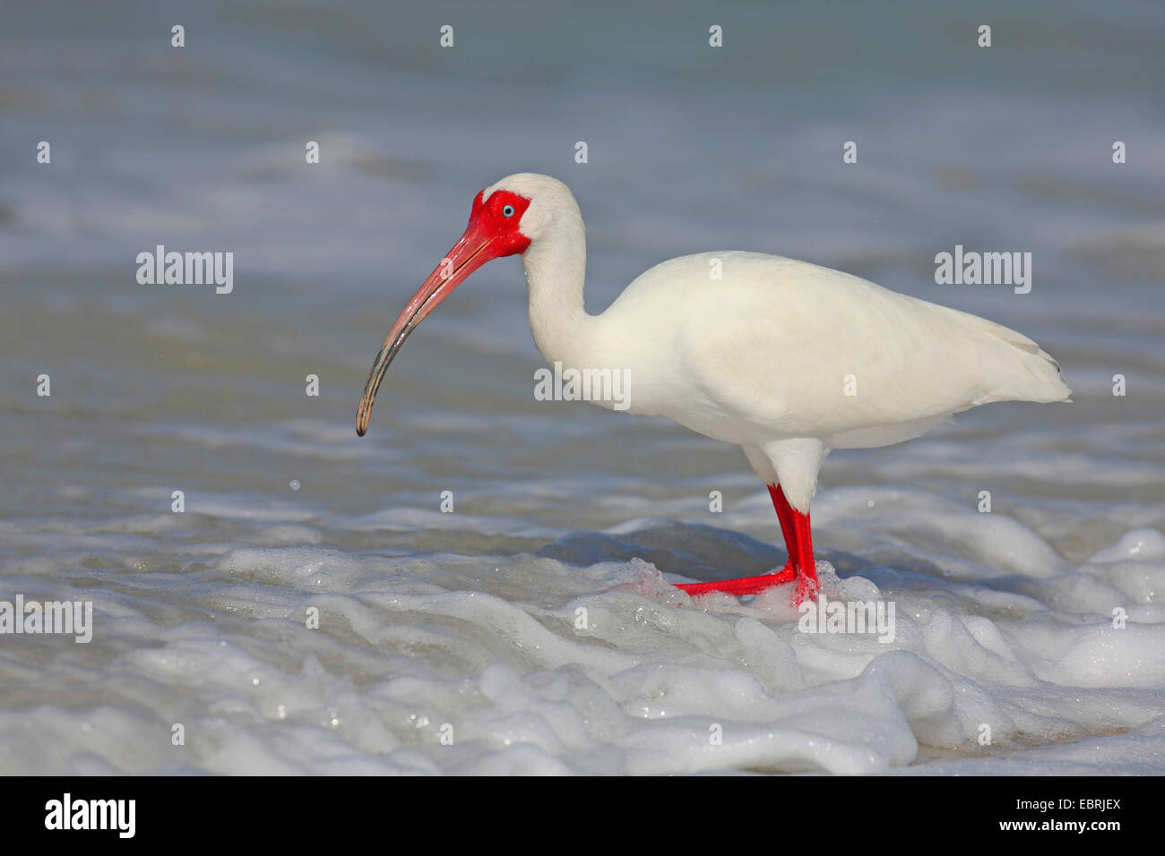 weißer Ibis (Eudocimus Albus), auf das Futter im Meer, USA, Florida, Lovers Key Stockfoto