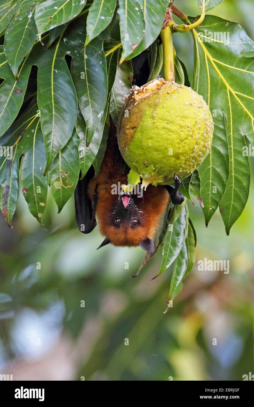Seychellen-Flughund, Seychellen-Flughund (Pteropus Seychellensis), hängt an einem Baum und Frucht, Seychellen, Mahe-feeds Stockfoto