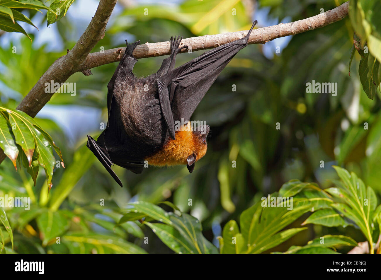 Seychellen-Flughund, Seychellen-Flughund (Pteropus Seychellensis), klettert auf einen Baum, Seychellen, Mahe Stockfoto