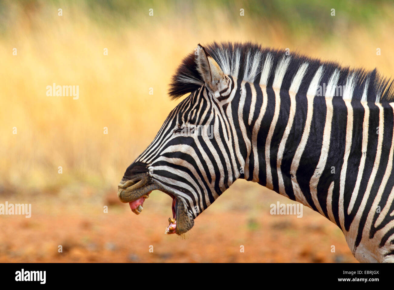 Burchell Zebra, Zebra, gemeinsame Zebra (Equus Quagga Burchelli, Equus Burchelli), Porträt, Gähnen, Südafrika, North West Province, Pilanesberg Nationalpark Stockfoto