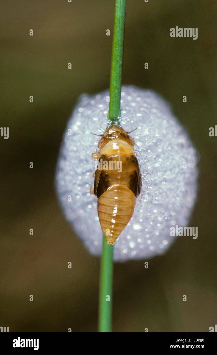 Gemeinsamen Blutzikade, Wiese Blutzikade (Philaenus Spumarius), Nymphe mit Cuckoo Spit, Deutschland Stockfoto