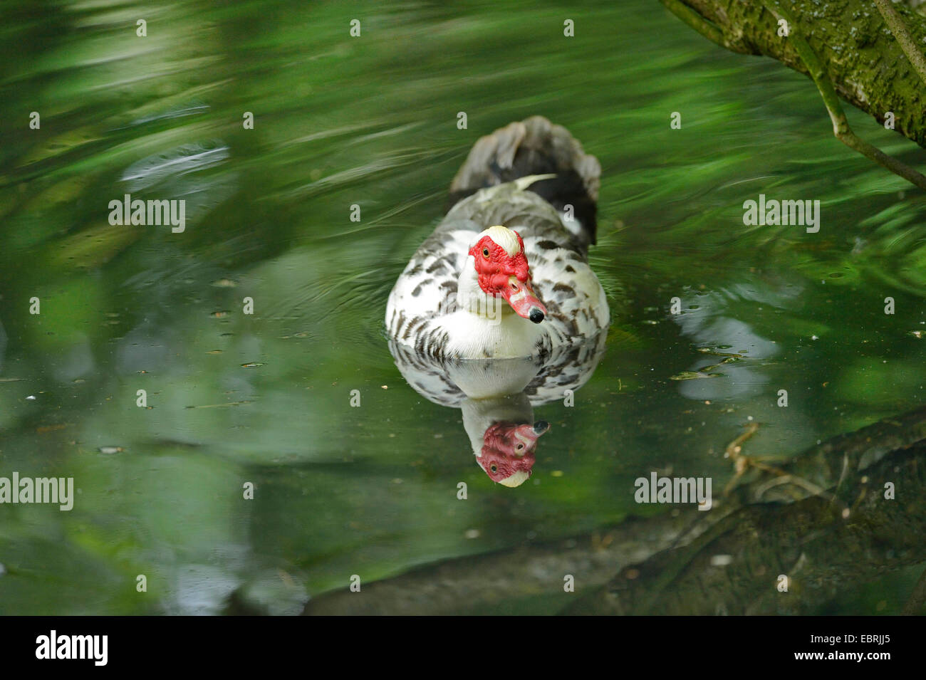 Barbarie-Ente (Cairina Moschata), in einem kleinen Teich schwimmen Stockfoto