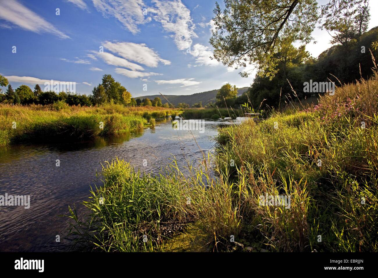 Landschaft am Fluss Ruhr, Deutschland, Nordrhein-Westfalen, Arnsberg Stockfoto
