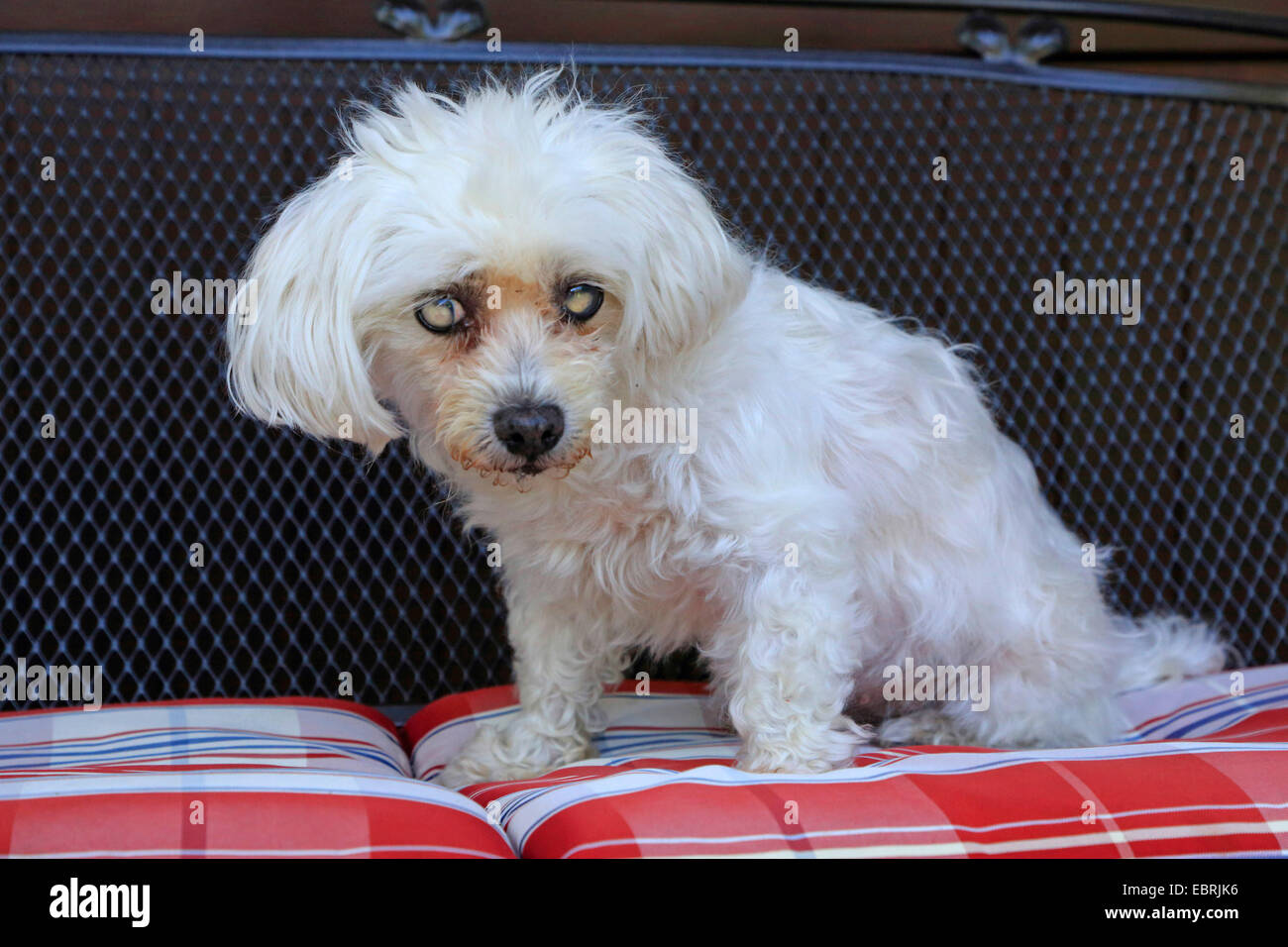 Haushund (Canis Lupus F. Familiaris), Hund mit Katarakt Stockfoto