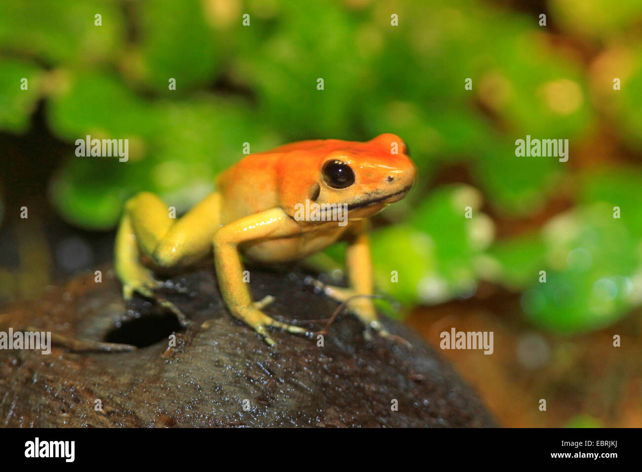 Schwarz-legged Dart Frog (Phyllobates bicolor), im terrarium Stockfoto