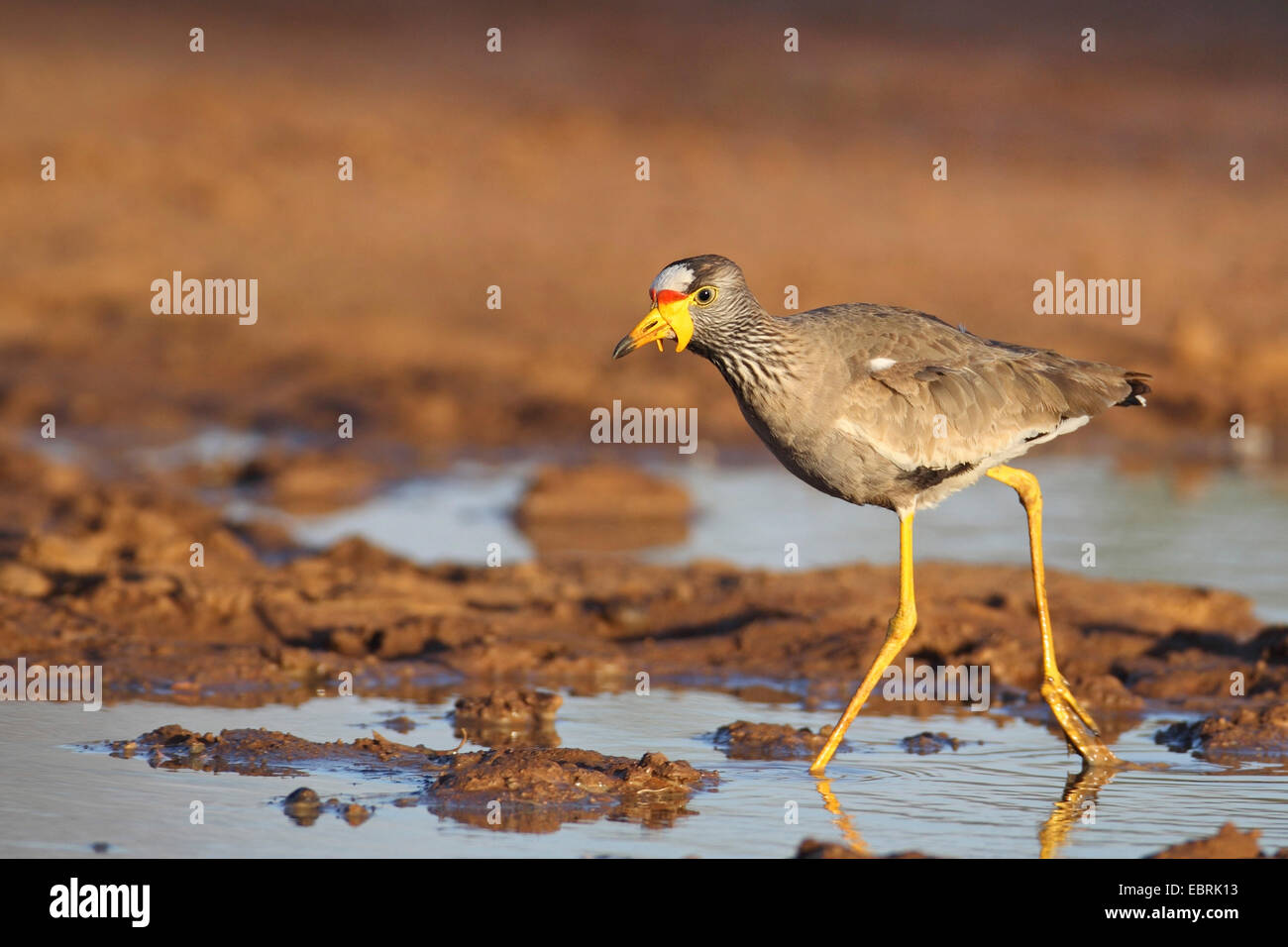 Senegal Flecht-Regenpfeifer (Vanellus Senegallus), Wanderungen im flachen Wasser, Südafrika, North West Province, Pilanesberg Nationalpark Stockfoto