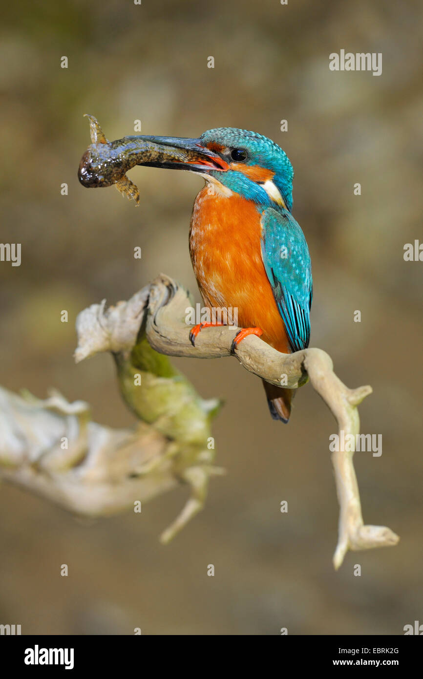 Fluss-Eisvogel (Alcedo Atthis), sitzt auf einem Stein mit einem Fisch im Schnabel, Deutschland Stockfoto