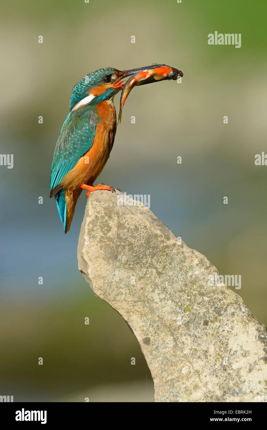 Fluss-Eisvogel (Alcedo Atthis), sitzt auf einem Stein mit einem Fisch im Schnabel, Deutschland Stockfoto
