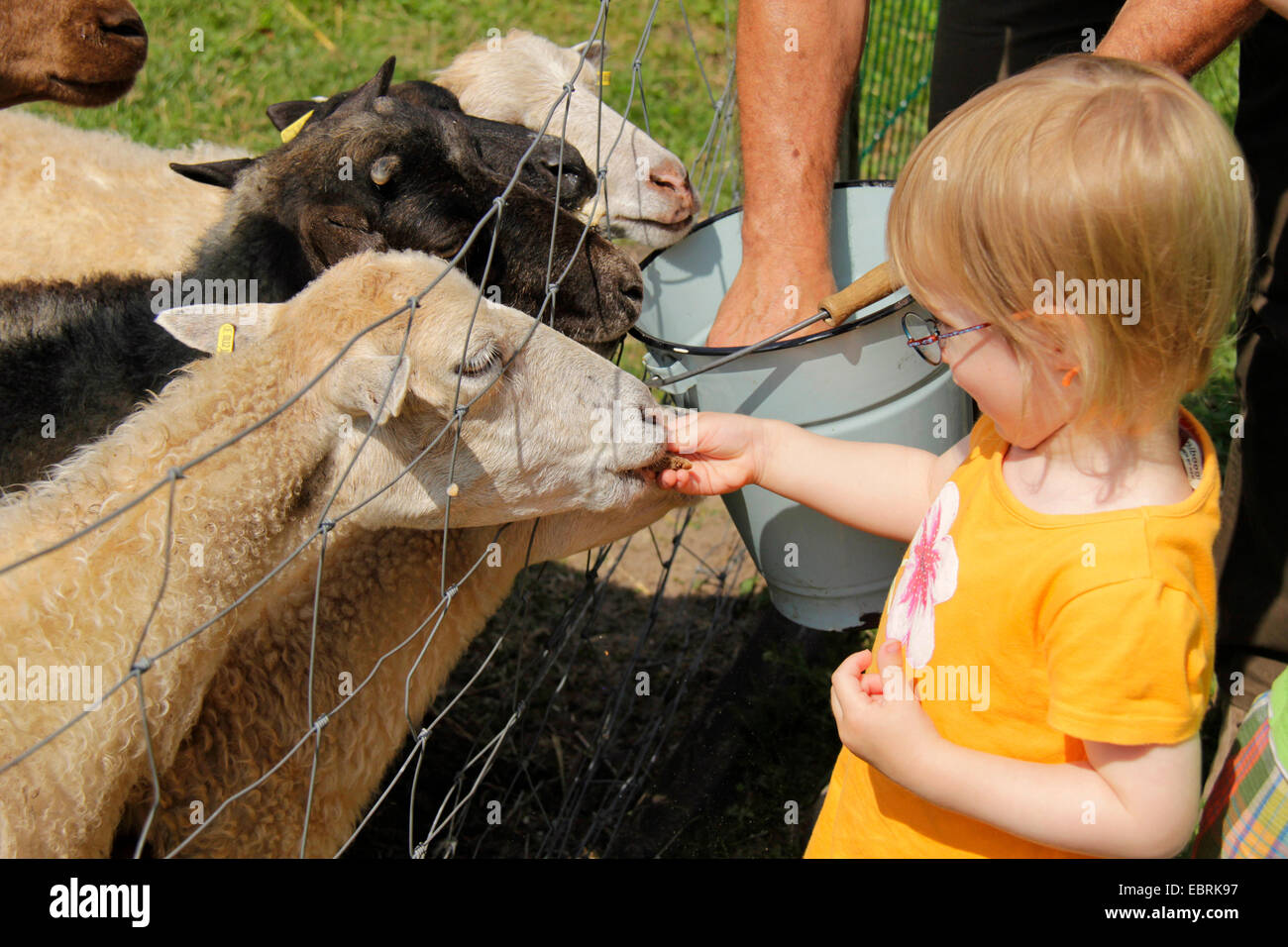 Skudde Schafe (Ovis Ammon F. Aries), kleines Mädchen, Fütterung der Schafe auf dem Zaun, Deutschland, Brandenburg Stockfoto
