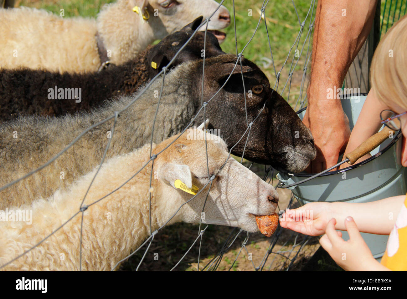 Skudde Schafe (Ovis Ammon F. Aries), kleines Mädchen, Fütterung der Schafe auf dem Zaun, Deutschland, Brandenburg Stockfoto