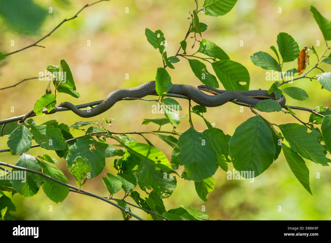 Königin-Schlange (Regina Septemvittata), Sonnenbaden auf einem Zweig, USA, Tennessee, Townsend Stockfoto