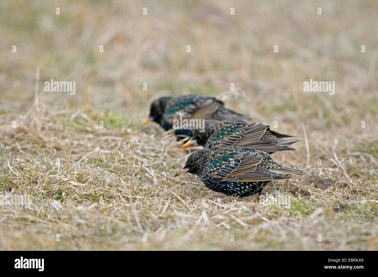 gemeinsamen Star (Sturnus Vulgaris), Stare auf das Futter in eine Wiese, Niederlande, Texel Stockfoto