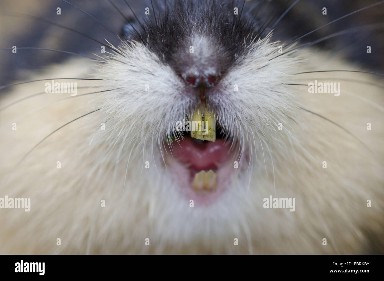 Norwegen-Lemming (Lemmus Lemmus), Porträt, Knurren, Schweden, Haerjedalen, Rogen Naturreservat Stockfoto