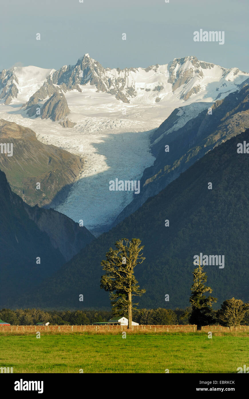 Blick über eine Wiese vor der südlichen Alpen mit dem Fox Glacier, Neuseeland, Südinsel, Westland Nationalpark Stockfoto
