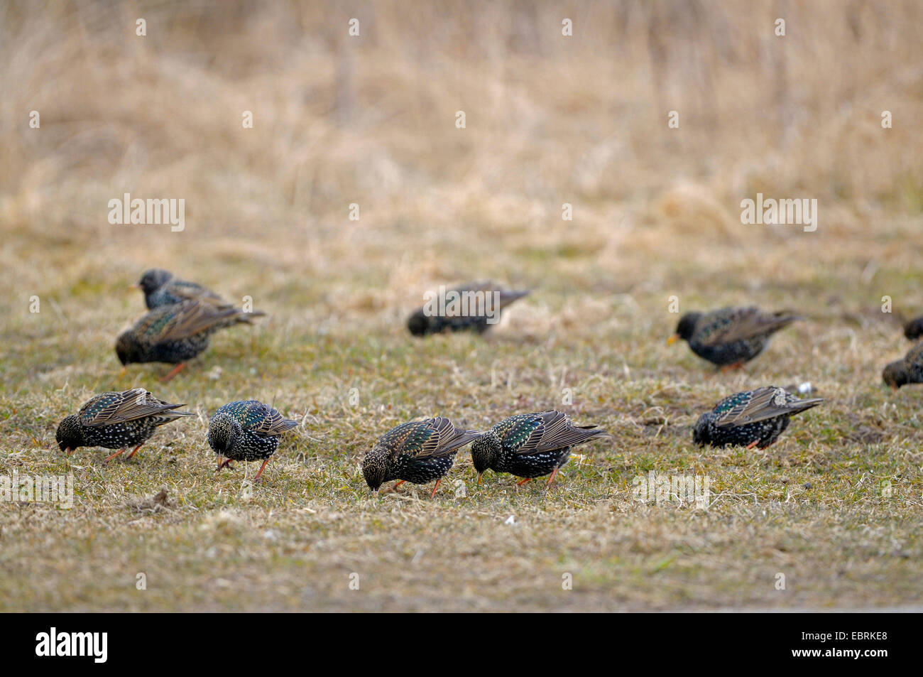 gemeinsamen Star (Sturnus Vulgaris), Stare auf das Futter in eine Wiese, Niederlande, Texel Stockfoto