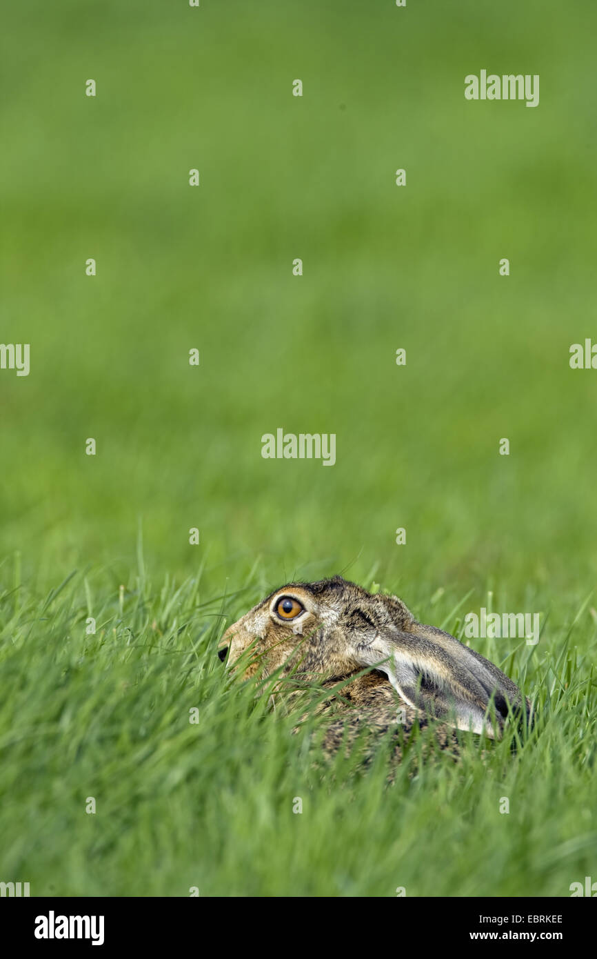 Feldhase, Feldhasen (Lepus Europaeus), sitzen auf einer Wiese mit abgeflachten Ohren, Belgien Stockfoto