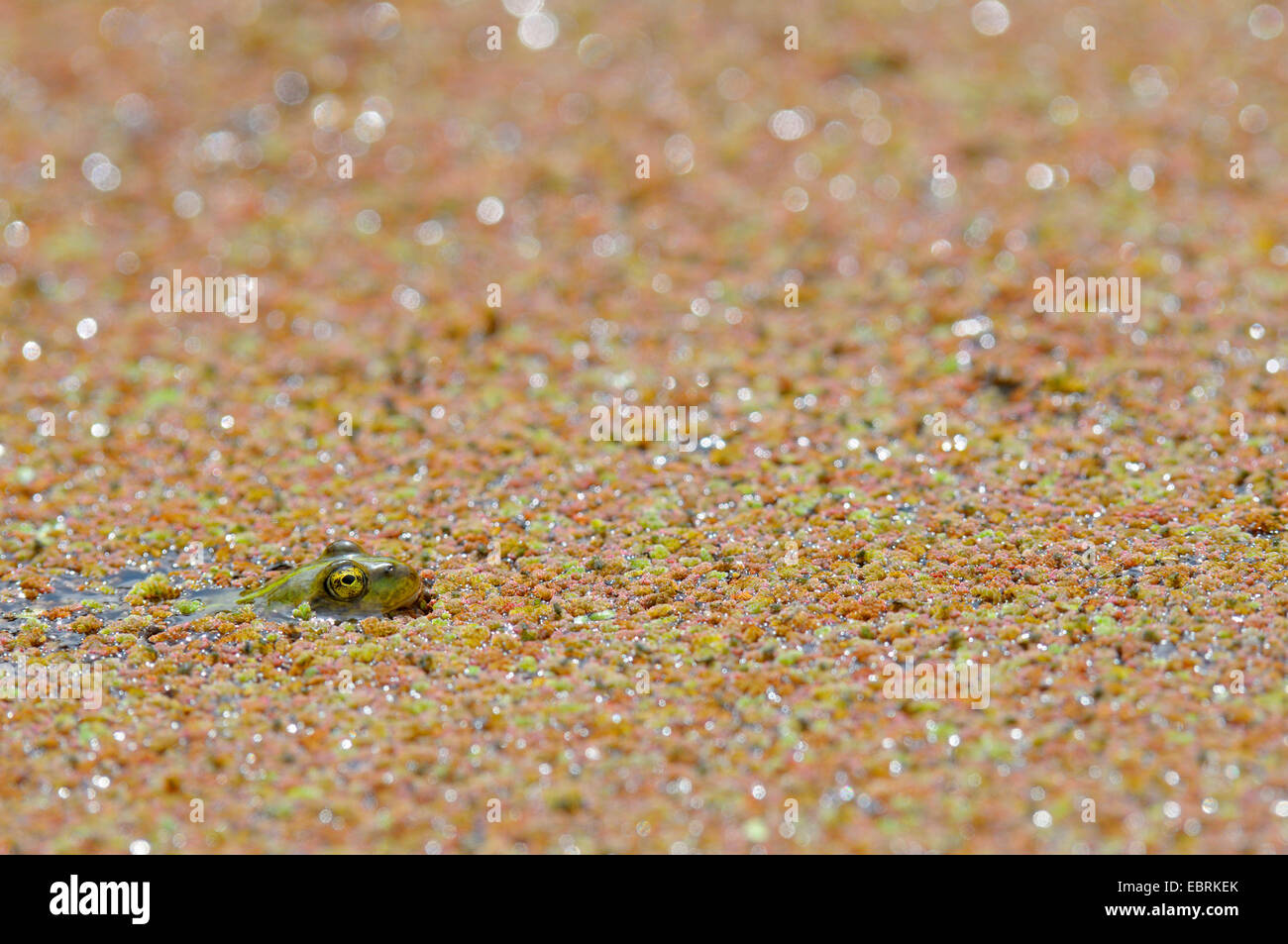 Europäische essbare Frosch, essbare Grasfrosch (Rana kl. Esculenta, Rana Esculenta, außer Esculentus), jungen Frosch an der Oberfläche eines Teiches bedeckt mit Azolla, Germany, North Rhine-Westphalia Stockfoto