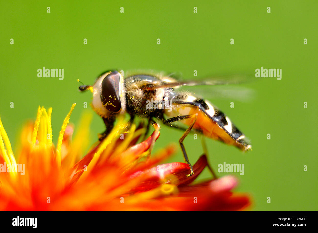 Kohl-Blattlaus Schwebfliege (Scaeva Pyrastri), sitzt auf der Blume, Deutschland Stockfoto