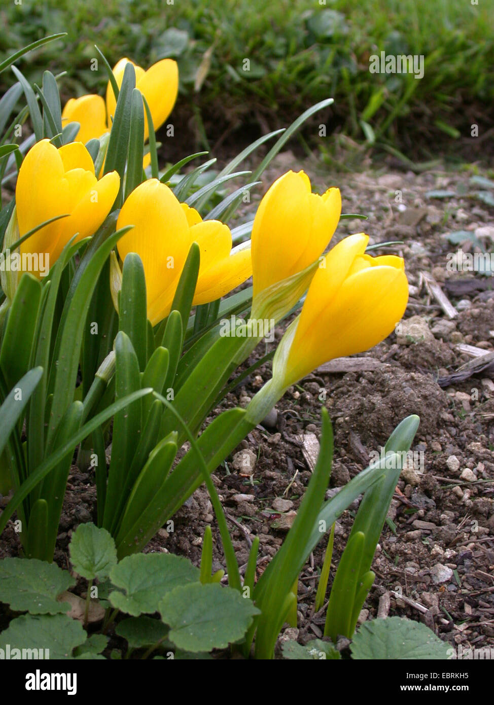 Herbst gelb Crocus (Sternbergia Lutea), blühen Stockfoto