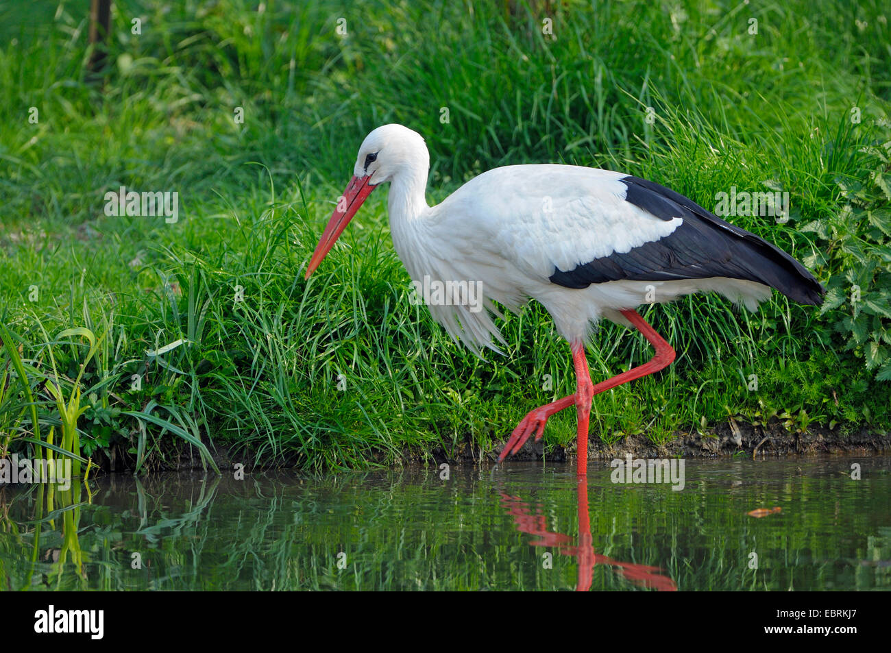 Weißstorch (Ciconia Ciconia), Erwachsene auf den Feed, Deutschland Stockfoto