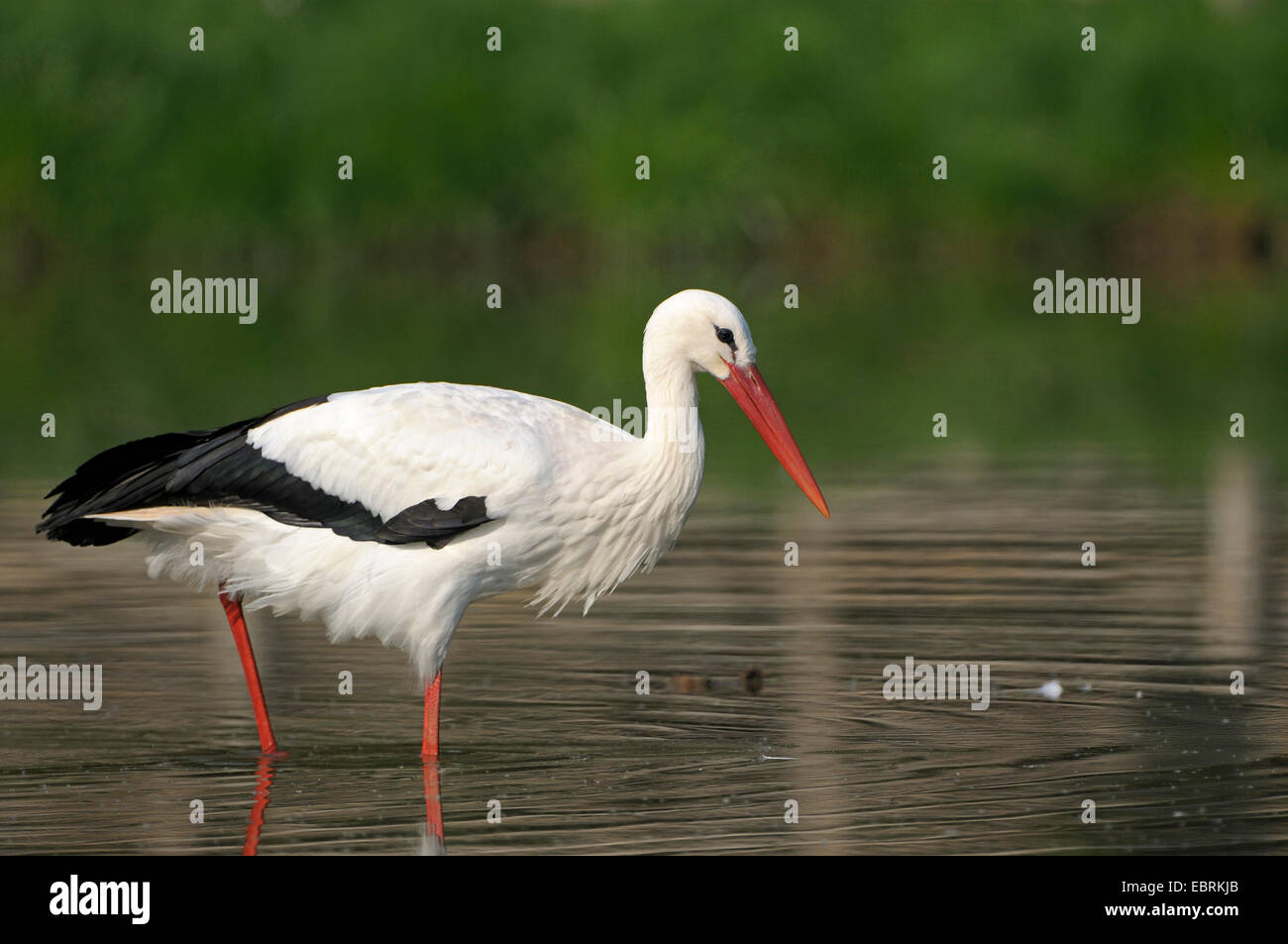 Weißstorch (Ciconia Ciconia), Erwachsene auf den Feed, Deutschland Stockfoto