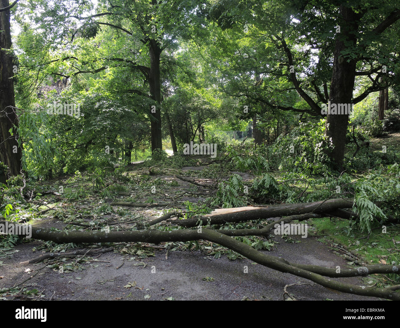 verwüstete Stadt Park Bochum durch umgestürzte Bäume und abgebrochene Äste, Sturmtief Ela am 2014-06-09, Bochum, Ruhrgebiet, Nordrhein-Westfalen, Deutschland Stockfoto
