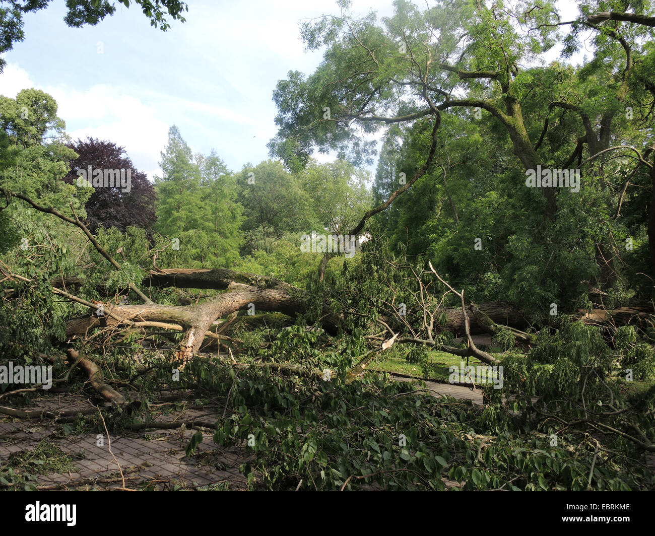 verwüstete Stadt Park Bochum durch umgestürzte Bäume und abgebrochene Äste, Sturmtief Ela am 2014-06-09, Bochum, Ruhrgebiet, Nordrhein-Westfalen, Deutschland Stockfoto