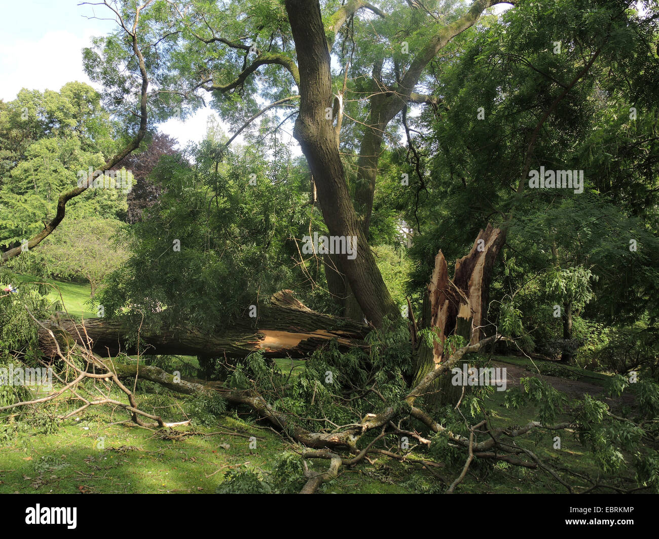 verwüstete Stadt Park Bochum durch umgestürzte Bäume und abgebrochene Äste, Sturmtief Ela am 2014-06-09, Bochum, Ruhrgebiet, Nordrhein-Westfalen, Deutschland Stockfoto
