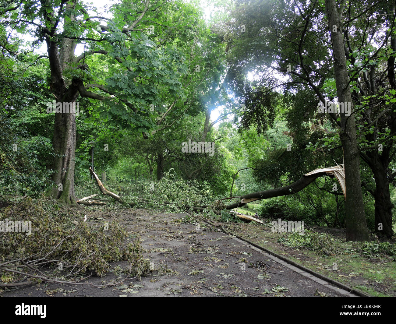 verwüstete Stadt Park Bochum durch umgestürzte Bäume und abgebrochene Äste, Sturmtief Ela am 2014-06-09, Bochum, Ruhrgebiet, Nordrhein-Westfalen, Deutschland Stockfoto