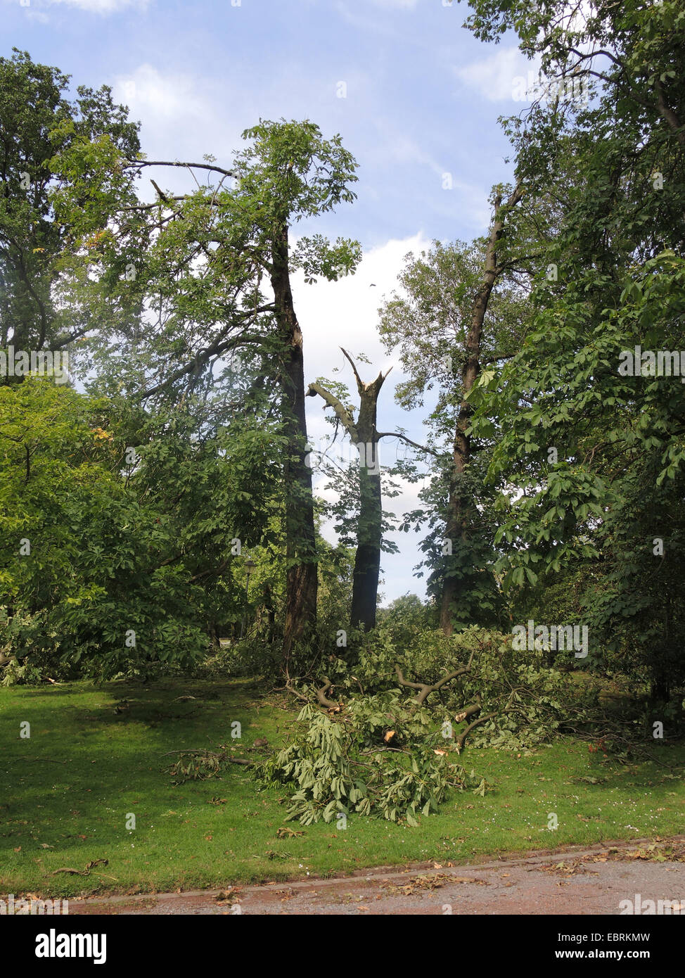 gemeinsamen Rosskastanie (Aesculus Hippocastanum), verwüsteten Stadt Park Bochum durch umgestürzte Bäume und abgebrochene Äste, Sturmtief Ela am 2014-06-09, Bochum, Ruhrgebiet, Nordrhein-Westfalen, Deutschland Stockfoto