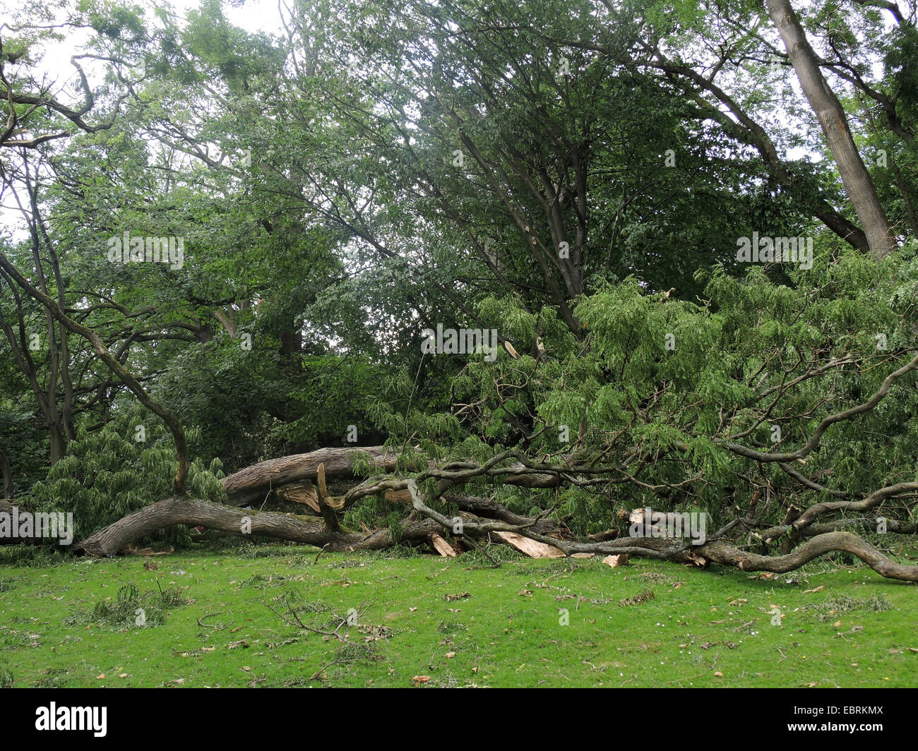 verwüstete Stadt Park Bochum durch umgestürzte Bäume und abgebrochene Äste, Sturmtief Ela am 2014-06-09, Bochum, Ruhrgebiet, Nordrhein-Westfalen, Deutschland Stockfoto